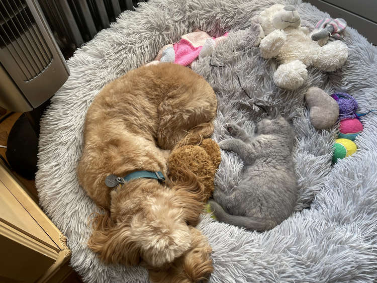 They enjoy sleeping together