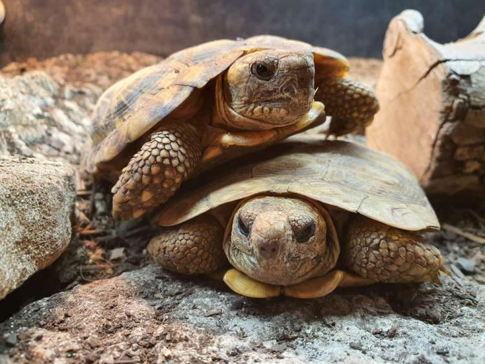 The pancake tortoise is critically endangered (credit: Battersea Park Children's Zoo)