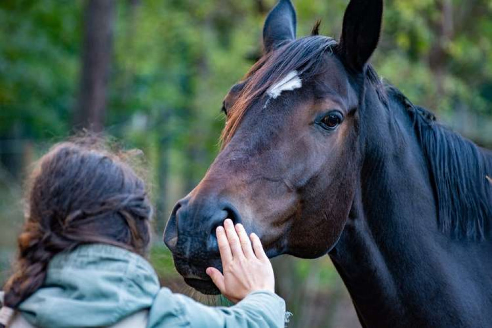 A new equine assisted learning centre has been approved for a Notton farm site (Image: Pixabay)