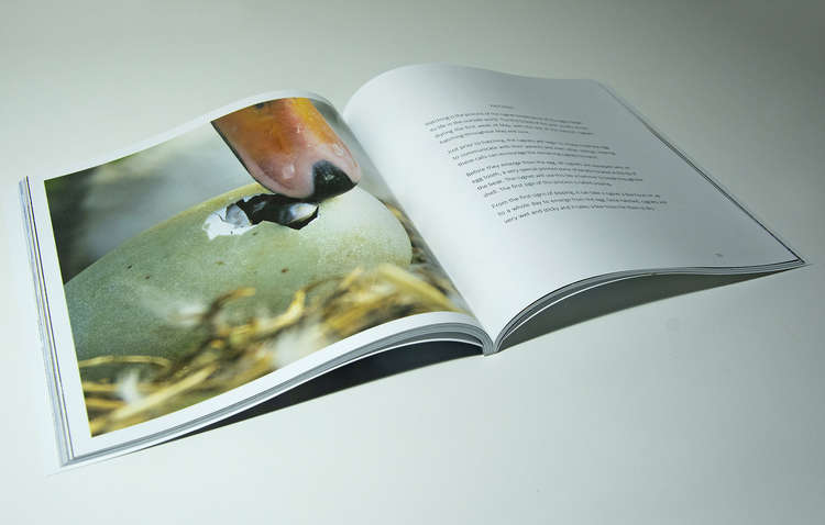 Charlie Wheeler's book 'Abbotsbury Swannery Through my Lens' is available in Bridport and Dorchester Waterstones