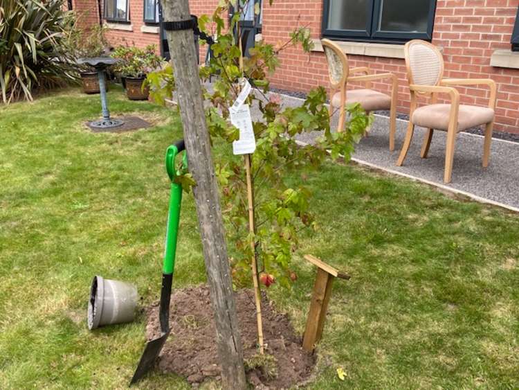 The tree planted in the grounds of Acorn House in memory of the residents who passed away during the pandemic. Photo Credit: Tom Surgay