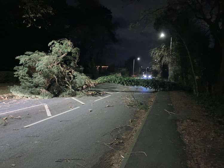 Tree down on the A551 early Saturday morning