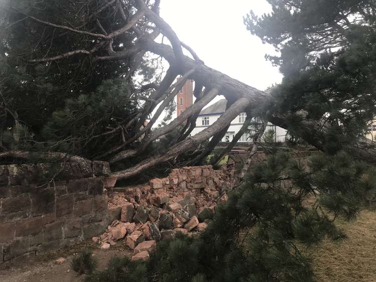 Tree trouble on Telegraph Road near the bowling green