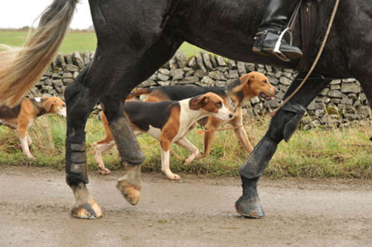 Essex and Suffolk hunt will be back on Bank Holiday Monday