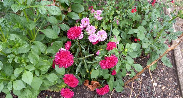 Beautiful array of pink asters