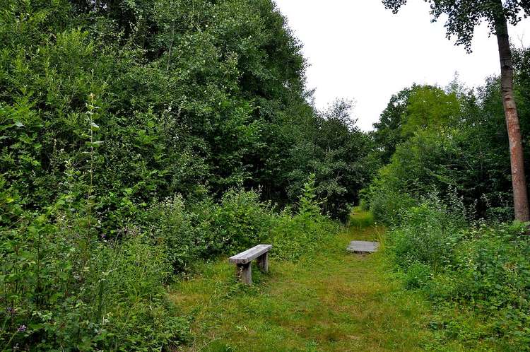 Explore Wolves Wood RSPB Reserve