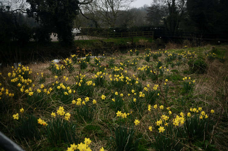 River Brett daffodils