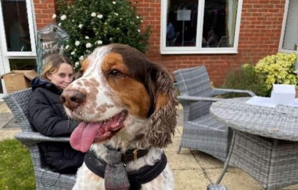 Dogs on display at Waterfield care home (Picture credit: Lindsey Fletcher)