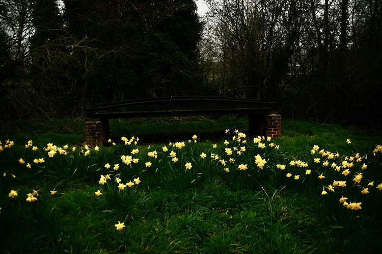 Blooming daffodils