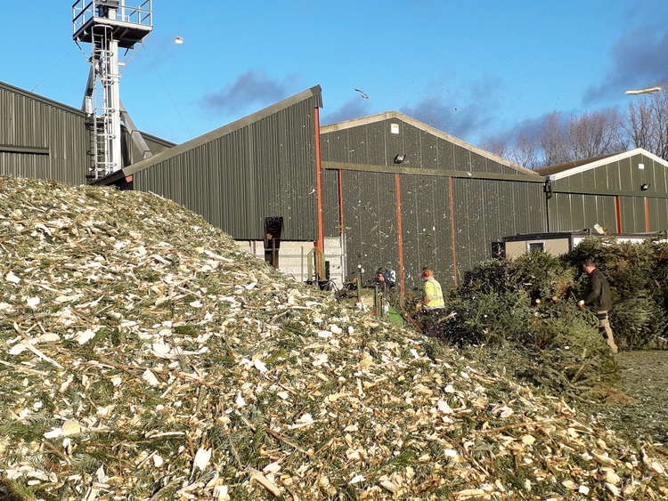 The trees are shredded into chippings which are used mainly for biofuel (Photo: Farleigh Hospice)