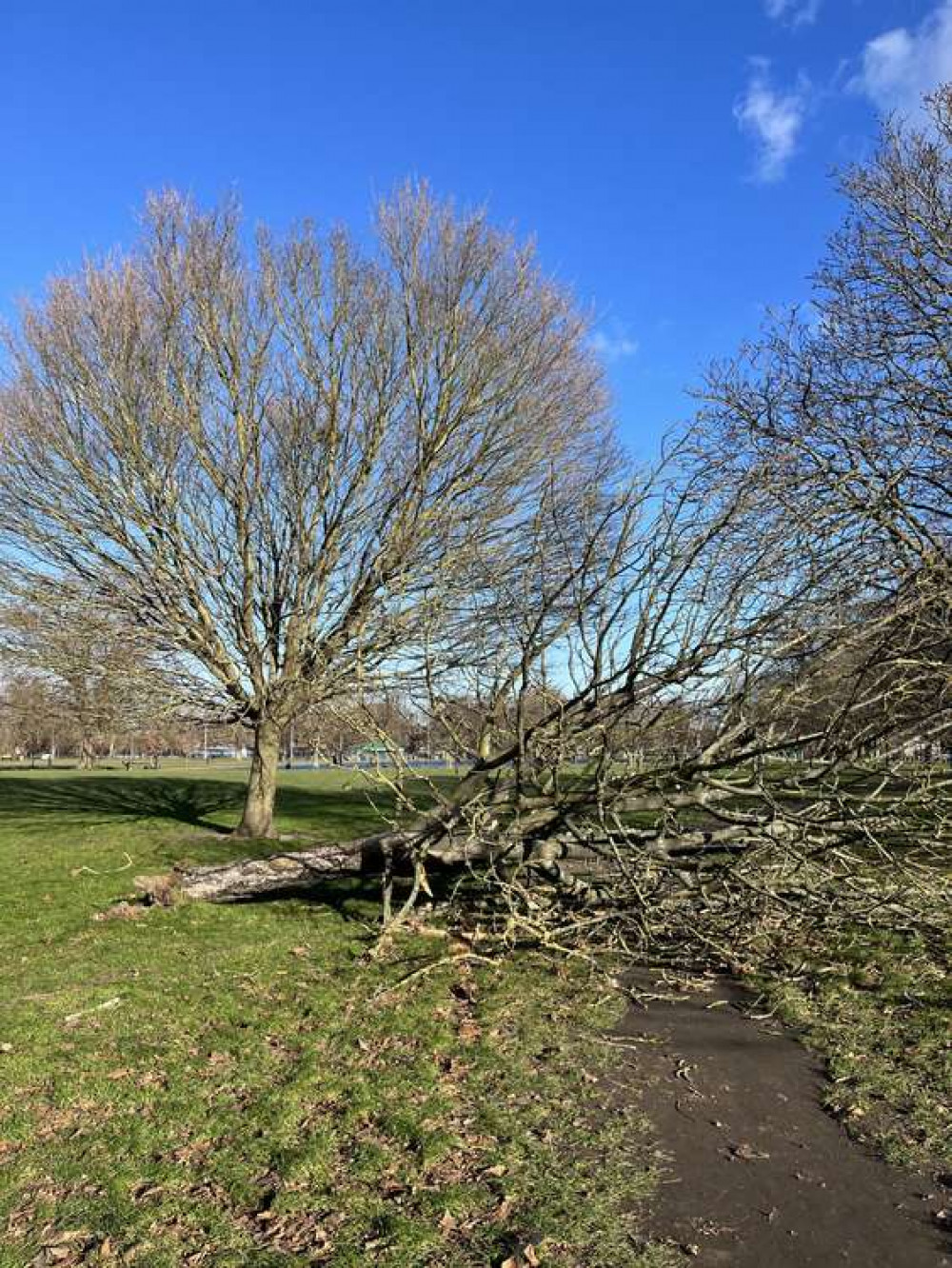 High winds have toppled a tree on Clapham Common South Side, near the Windmill Pub (Image: Clapham Common Management Committee)