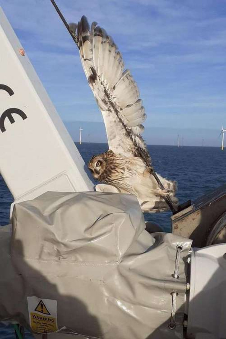 The owl became unwisely trapped on board (Picture credit: Marine and Wildlife Rescue)