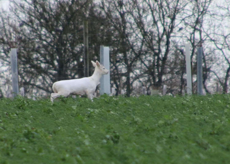 Magic moment for photographer snapping white deer (Picture credit: Christine Crook)