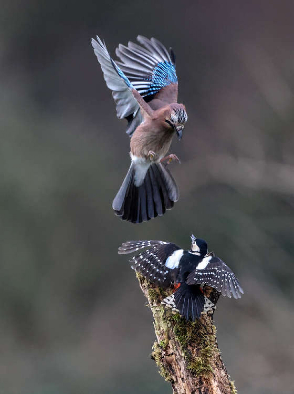 A jay and a woodpecker squabbling (Picture credit: Rob Morrison)