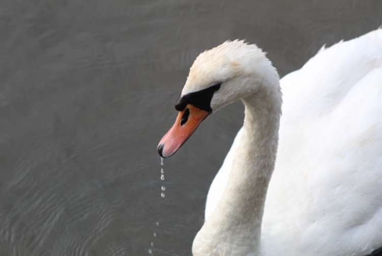 Swan-ning about