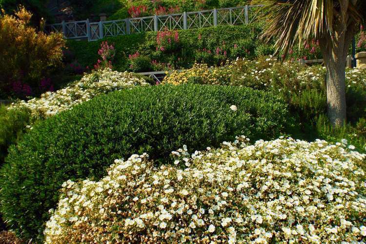 Seafront gardens