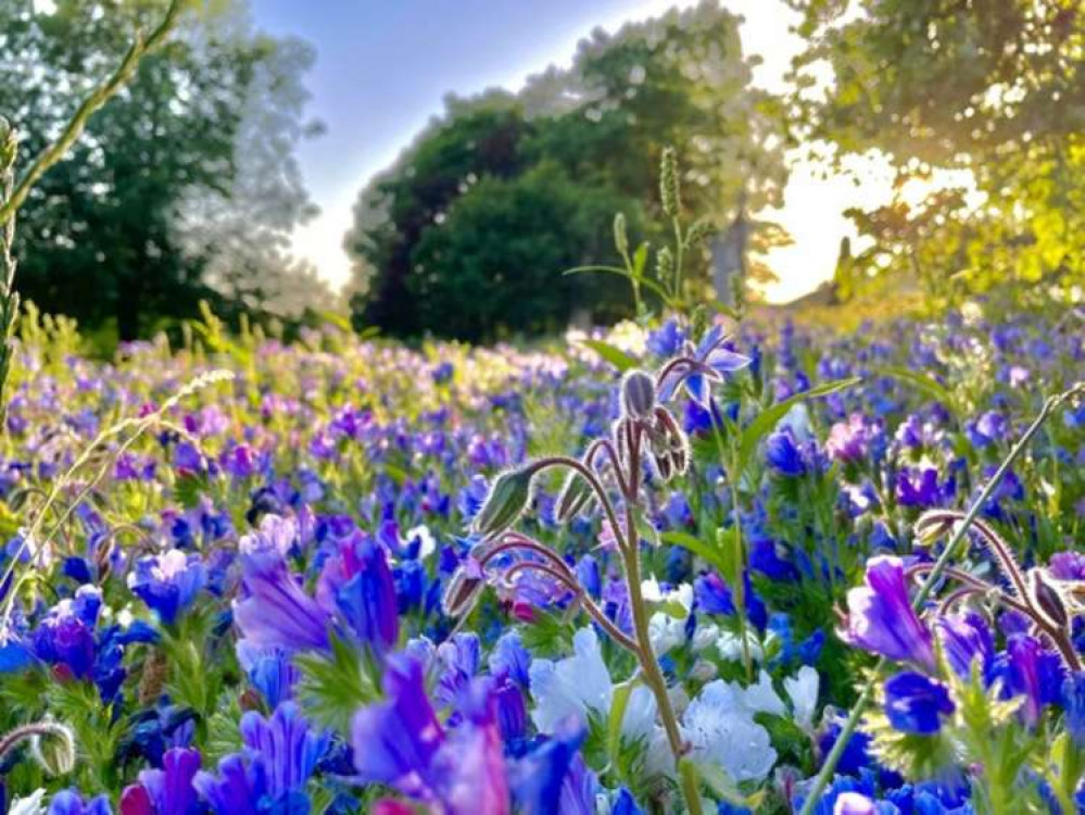 The wildflower meadow in Lake Meadows last summer