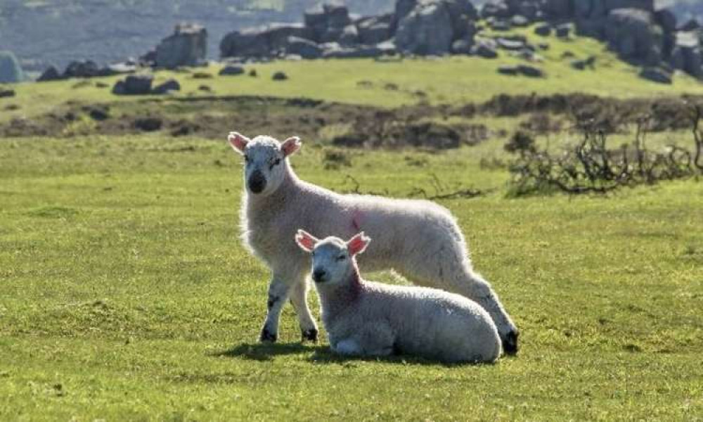 Newborn lambs are 'particularly vulnerable' (Dartmoor National Park)