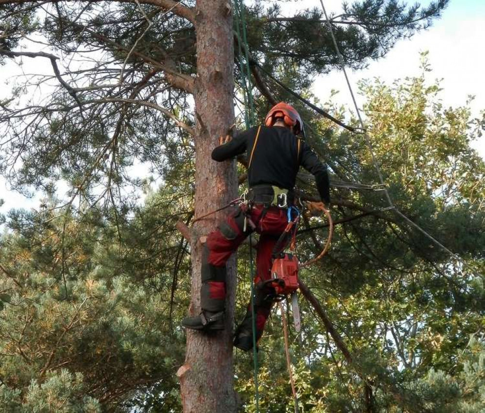 File picture of a tree surgeon.