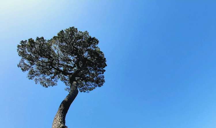 Princess Pavilion will be hosting a Tree Day this weekend.