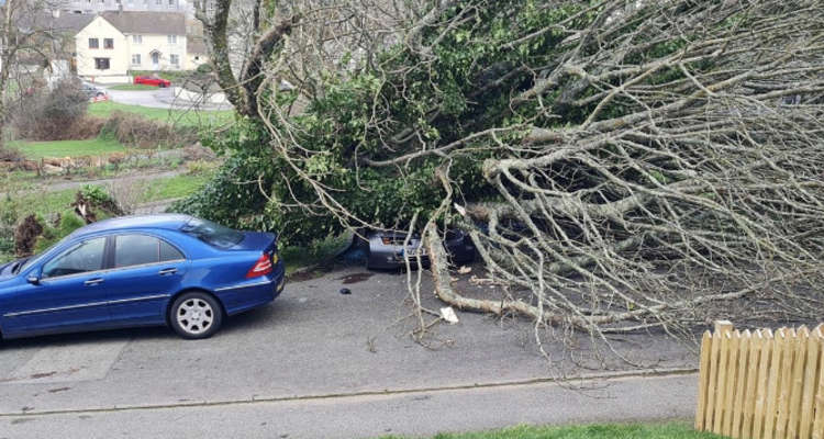 A car crushed by a tree at Falmouth Court Care Home - Chestnut Close. Taken by Phillip Parker.