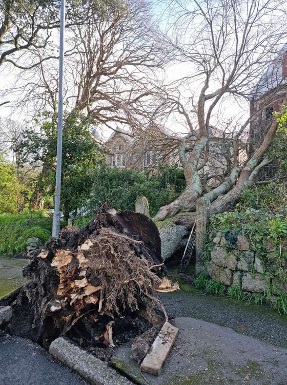 Picture from Sandra Roskruge on Melville Road - a tree ripped from the ground.