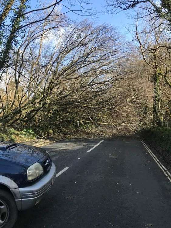 A tree falls on Treliever Road, Penryn.