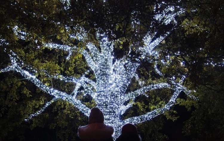 Christmas lights add sparkle to a heritage tree in Kew Gardens (Image: Jeff Eden ©RBG Kew)