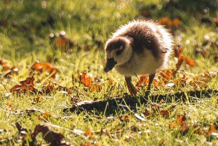 Taking its first steps (Image: @thisnorthernboy)