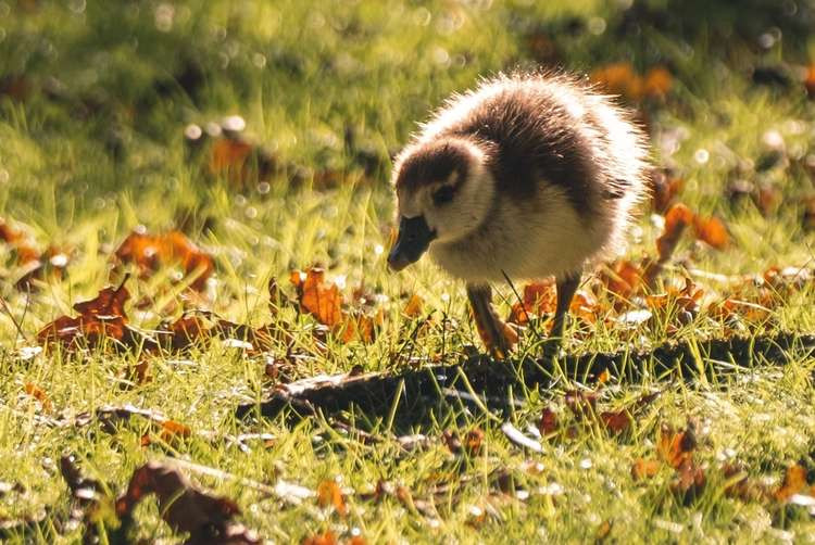 Taking its first steps (Image: @thisnorthernboy)