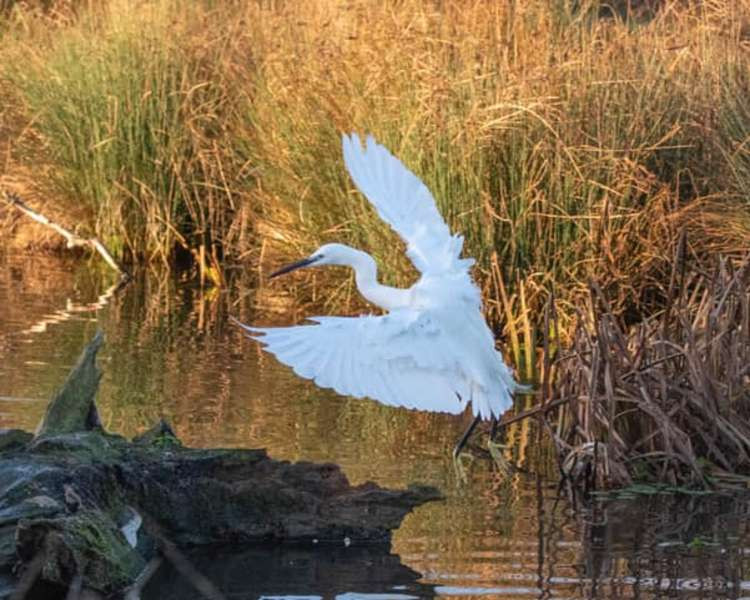 A little egret in flight in Bushy Park (Image: Sue Lindenberg)