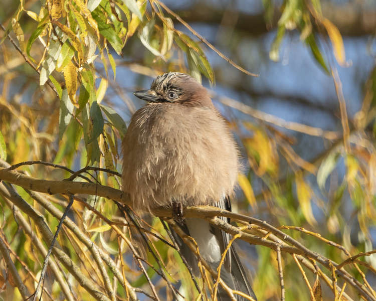 An adorable jay in Bushy Park - wrap up warm as today will be chilly! (Image: Sue Lindenberg)