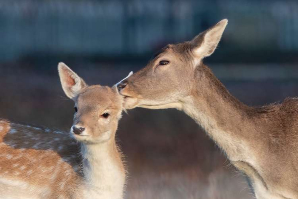 A tender moment between mother deer and fawn in Bushy Park (Image: Sue Lindenberg)