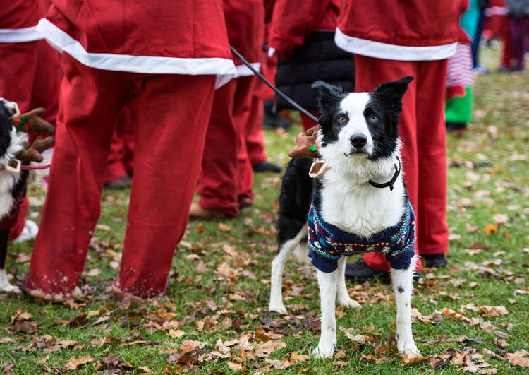 Festive pooches are welcome (Image: Princess Alice Hospice)