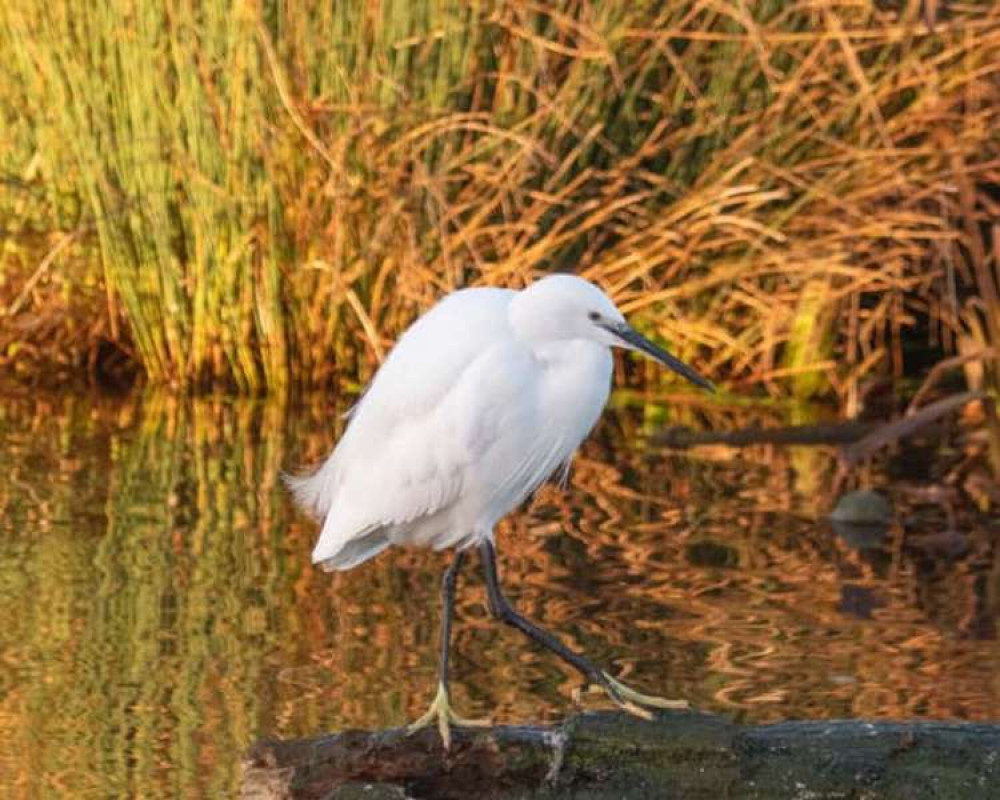 A little egret in Bushy Park (Image: Sue Lindenberg)