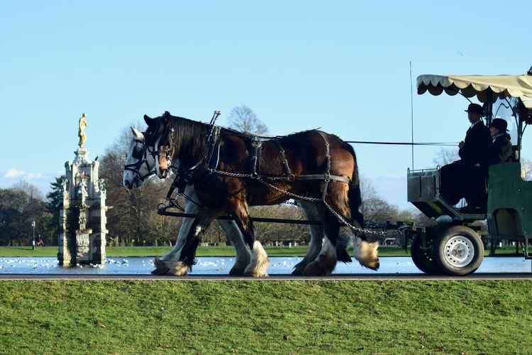 Or go on a magical Shire horse ride around Bushy Park