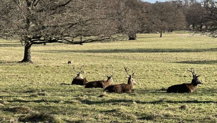 A herd of deer in Richmond Park (Image: Royal Parks Police)