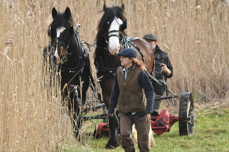 Shire horses help with reed management in Bushy Park (Image: Royal Parks)