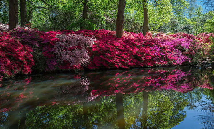 Richmond Park's Isabella plantation - one of the many beauty spots (Credit: DAVID ILIFF / CC BY-SA 3.0)