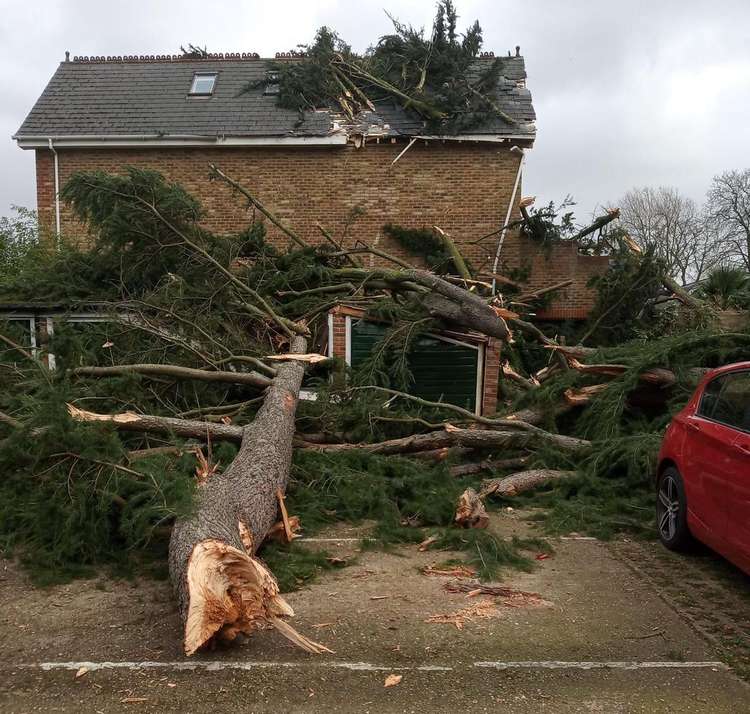 The storm has brought down massive trees in Teddington