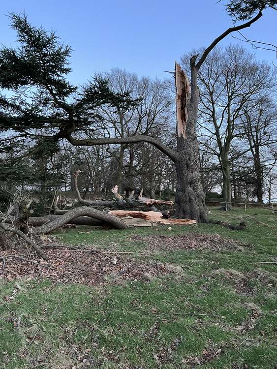 Richmond Park has also seen massive trees snap in the high winds (Image: @MPSRoyal_Parks)