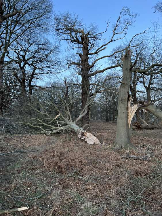 A fallen tree in the Royal Park, which was closed for safety reasons today (Image: @MPSRoyal_Parks)