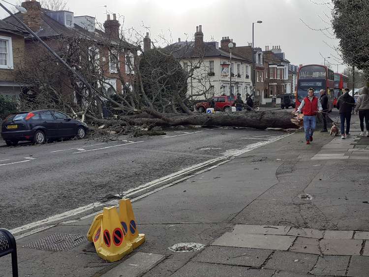 A giant tree has fallen across Park Road in Teddington due to high winds brought by Storm Eunice