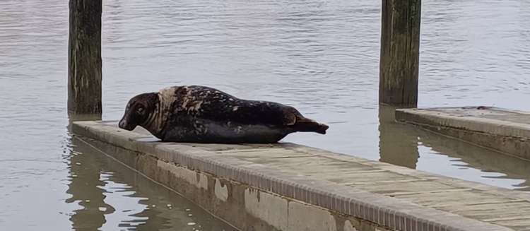 A seal was spotted sunning itself at Teddington Lock over the weekend (Image: Kathryn Renshaw)