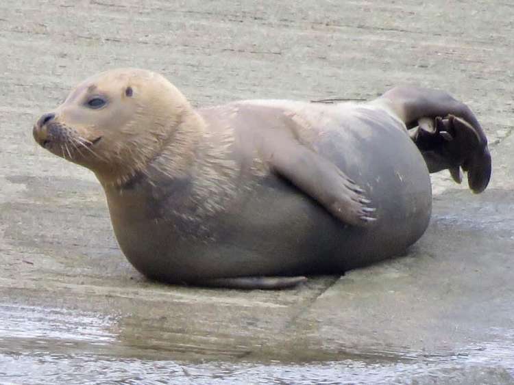 'Freddie' the seal won the hearts of locals at Teddington Lock (Image: Barry French)