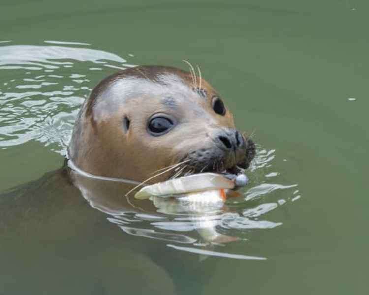 The unlucky pup had to be rescued after getting a fishing hook stuck in his mouth (Image: Sue Lindenberg)