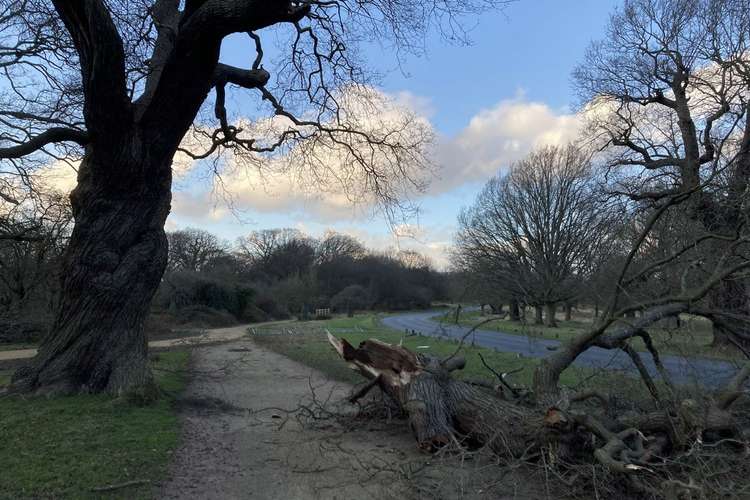 Tree branches by the popular Tamsin Trail were blown down in the storm (Image: Royal Parks)