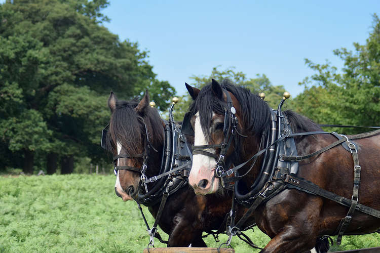The Shire horses of Richmond Park are set to feature in the new More4 series Secrets of the Royal Gardens