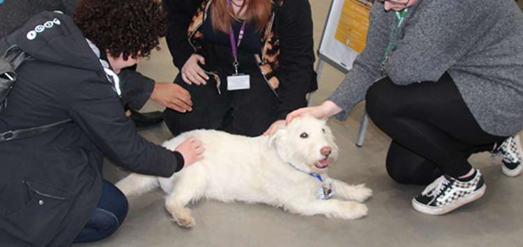 Fred the therapy dog is lifting students' spirits across Richmond upon Thames College (RuTC).