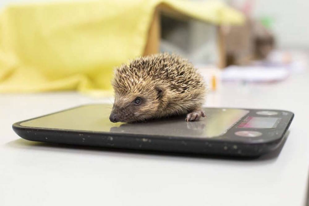 A little hedgehog on the scales : Photo RSPCA